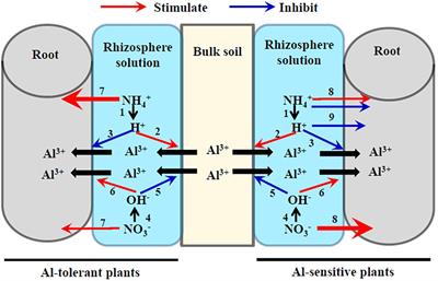 Aluminum–Nitrogen Interactions in the Soil–Plant System